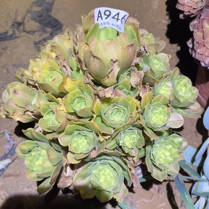 多肉植物法师946翡翠琉璃