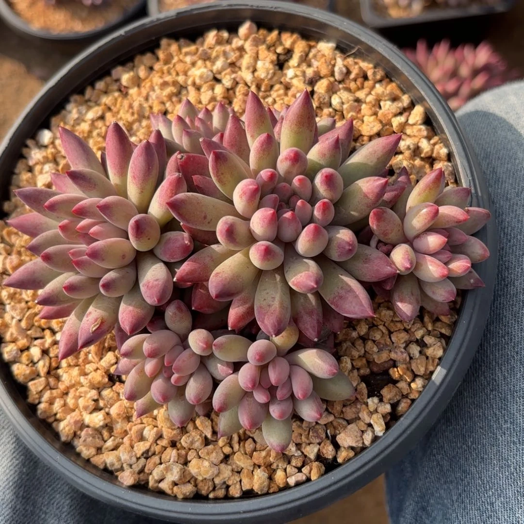 无花朵虞美人无砍自然群