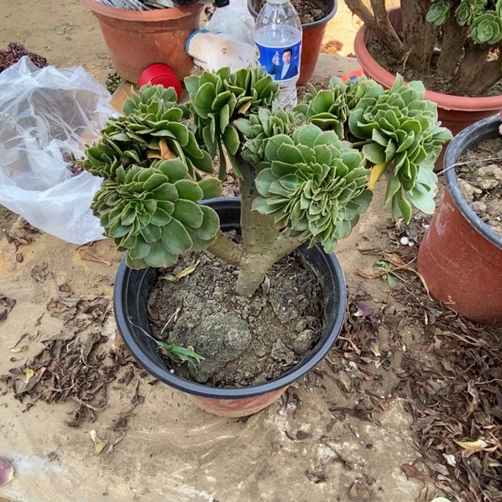 用***3165绿羊绒绿羊绒绿羊绒
