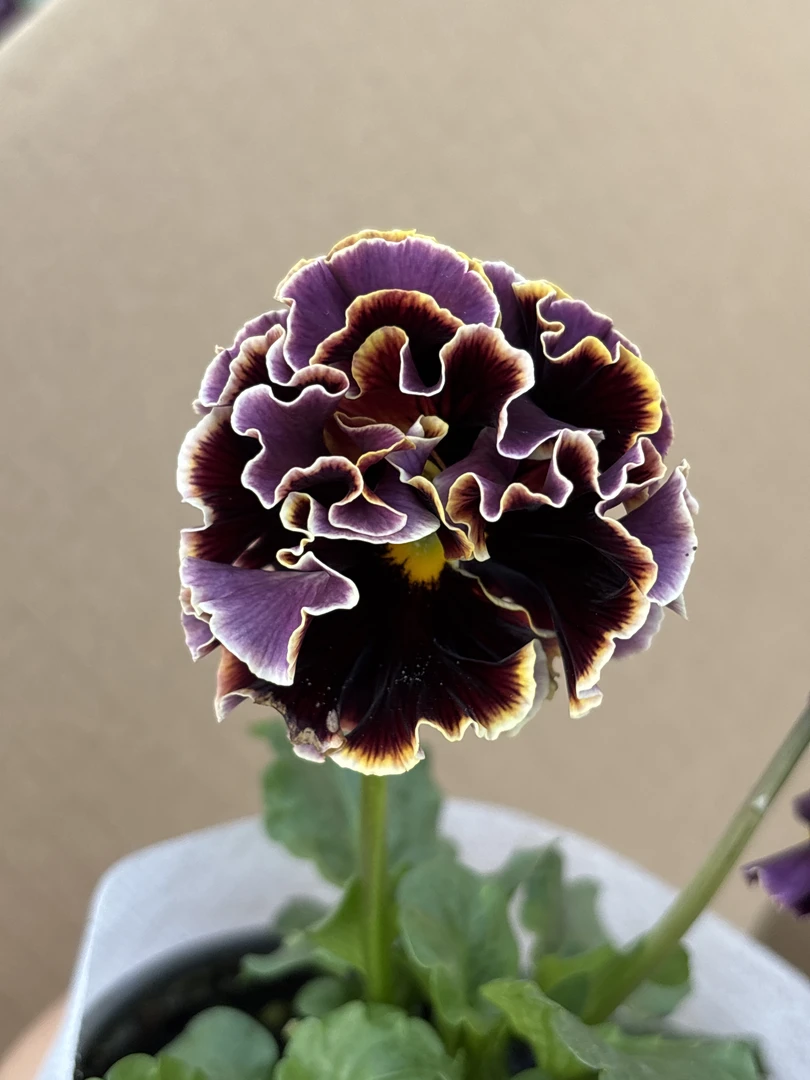 德古拉角瑾 花&阿西的花房