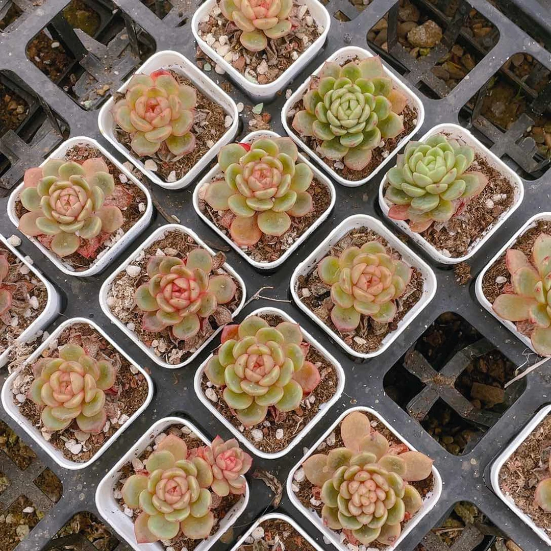 太平鸟二盆不包整满25包邮