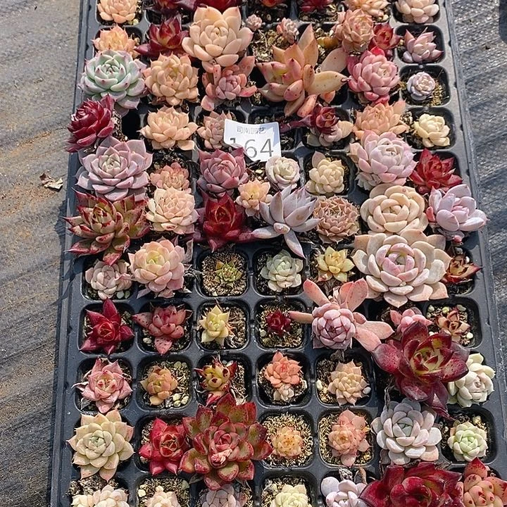 164多肉植物盆栽花卉盆栽