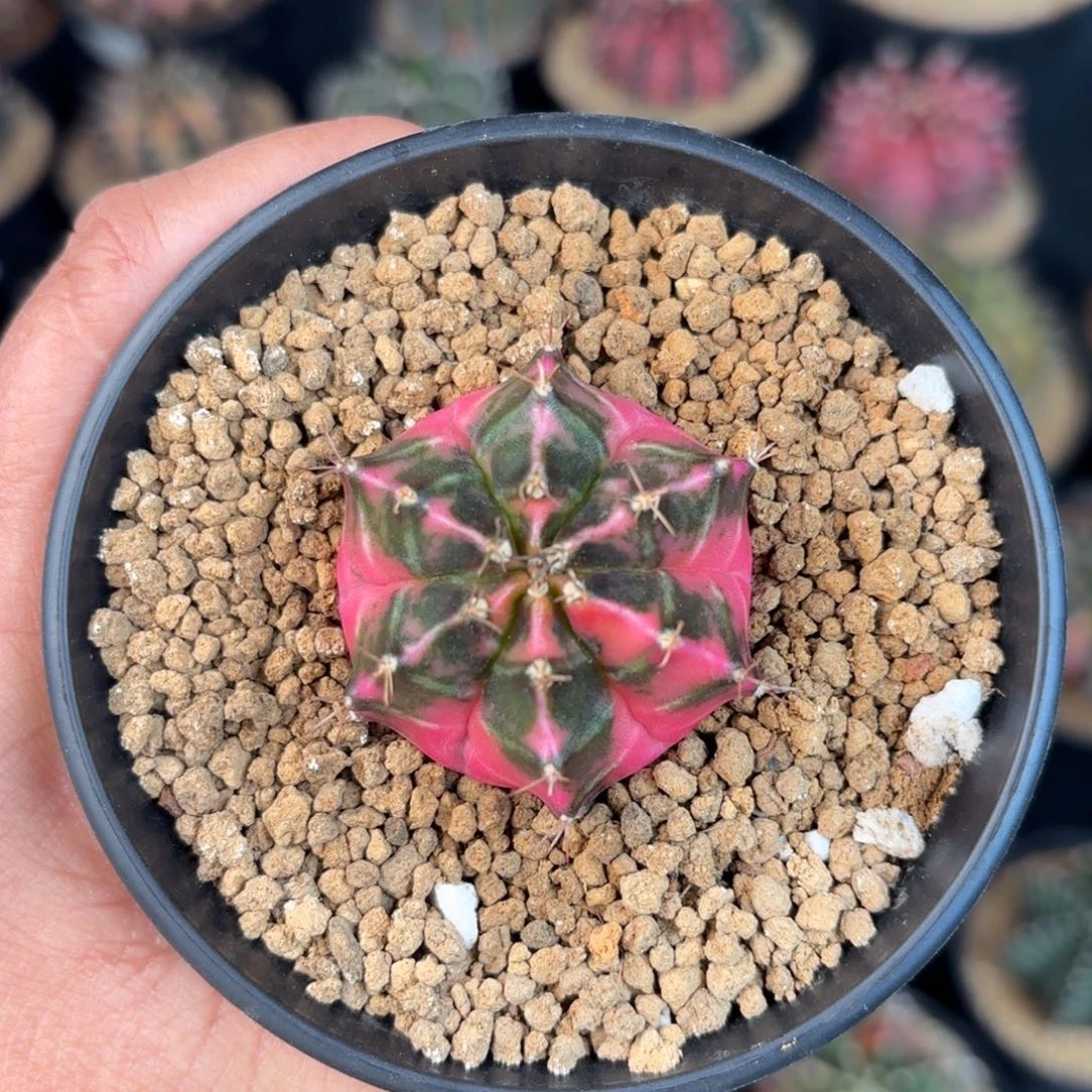 泰系米哈仙人球金奖侧101