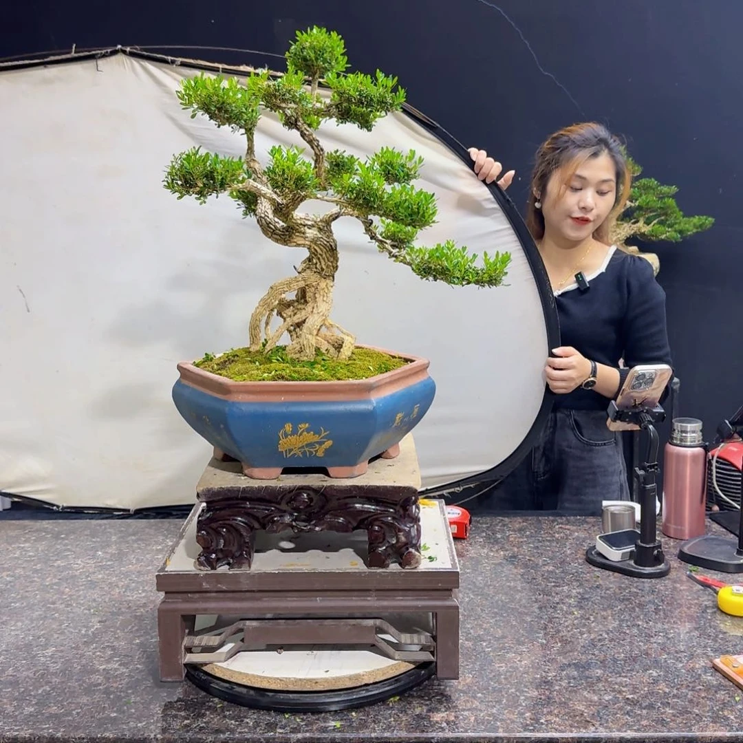 当前无花朵，栽培后可花朵