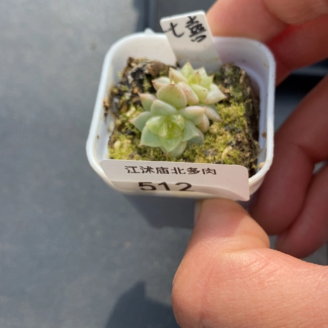 标签512七喜一个多肉