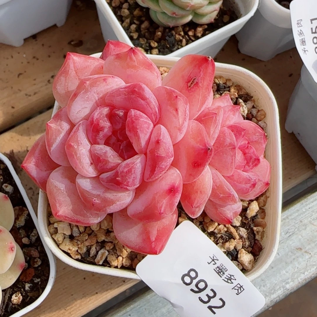 黛玉冰魄，8932多肉植物