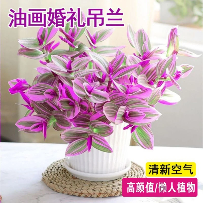 多肉植物油画婚礼盆栽室内植物观叶紫露草进化吊兰防辐射好养花卉