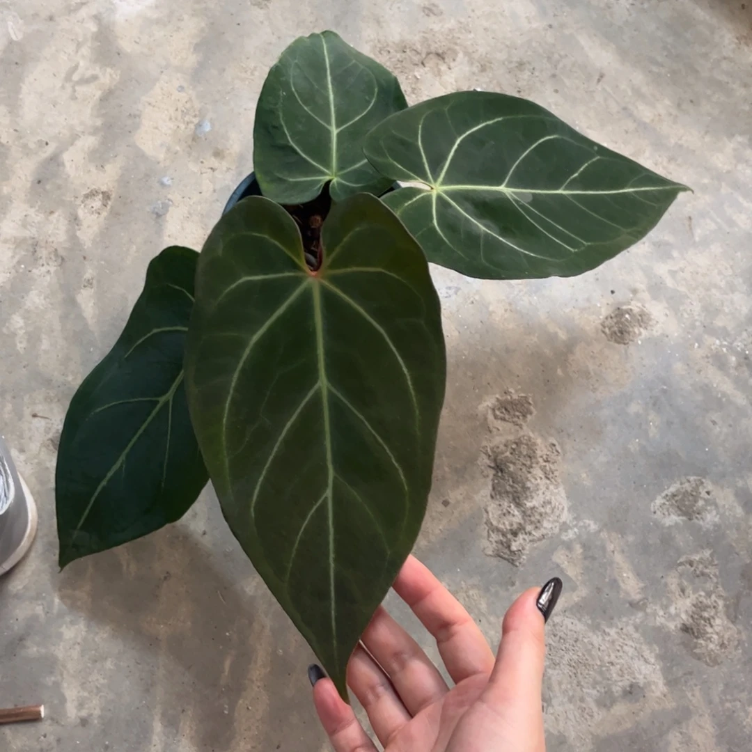 无花朵黑桃x （活动无售后