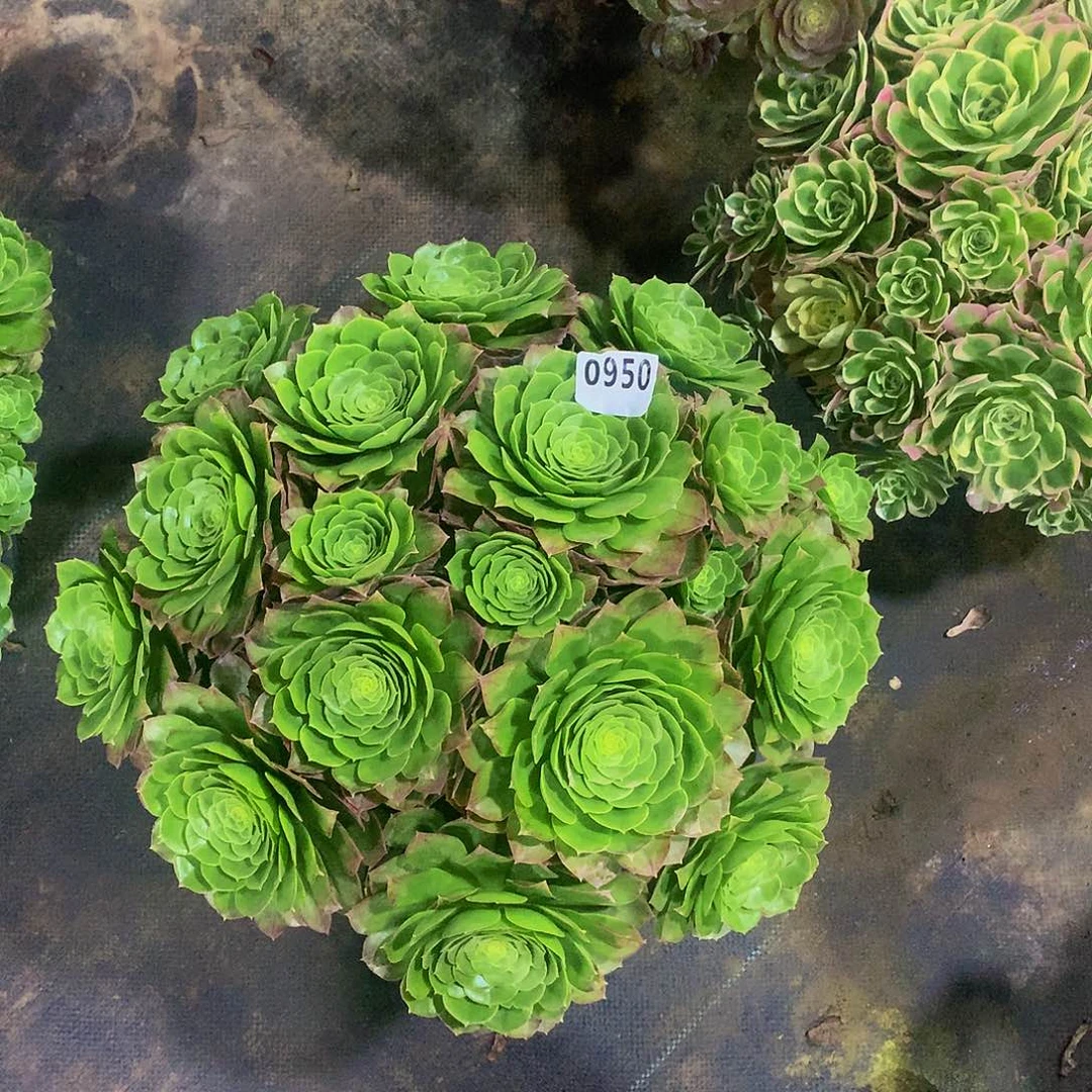 -****】950花8888888888888