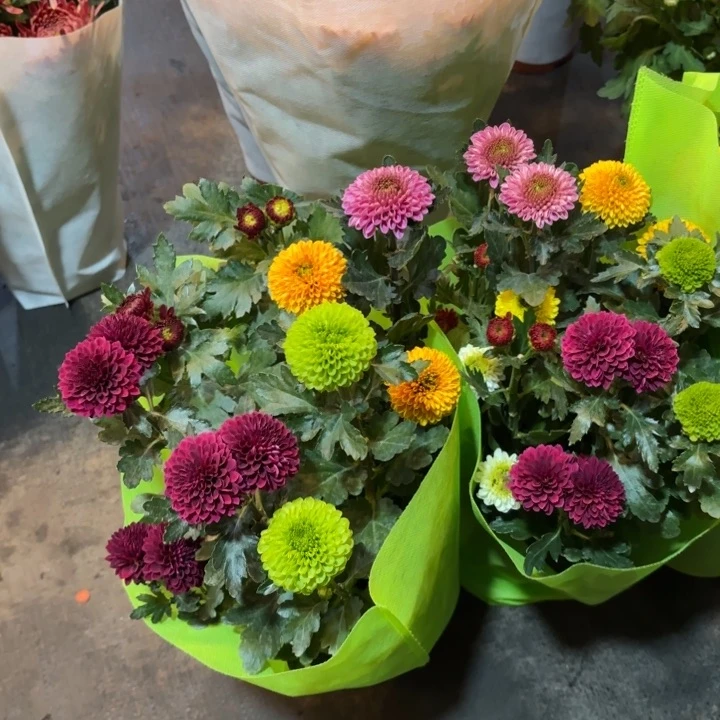 原盆原土｜彩色乒乓菊5-6色