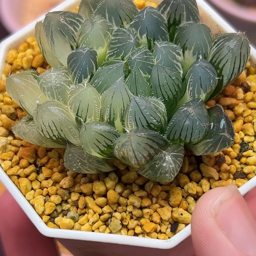 五公分实生新叶糊斑