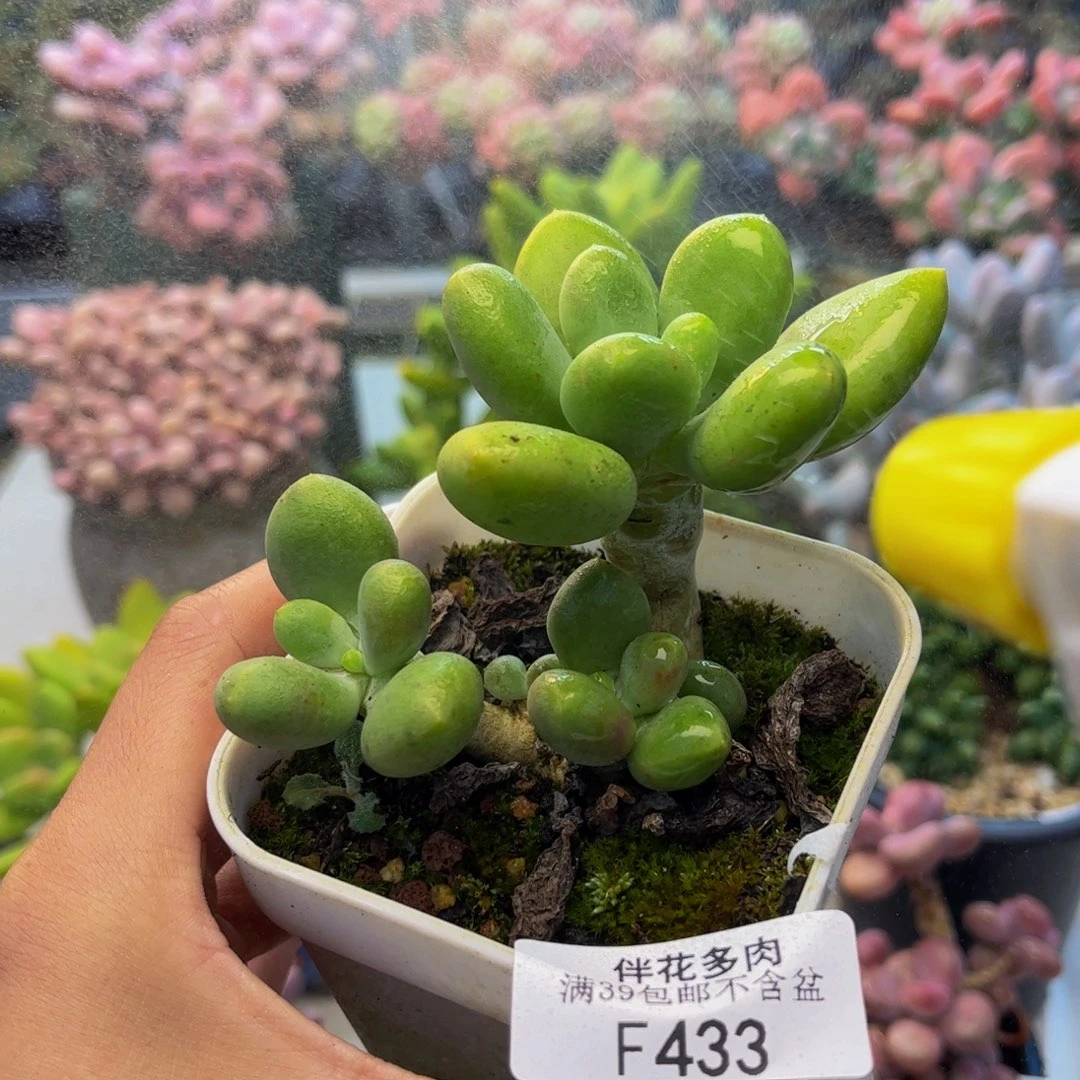 433-芒果奶多肉7cm