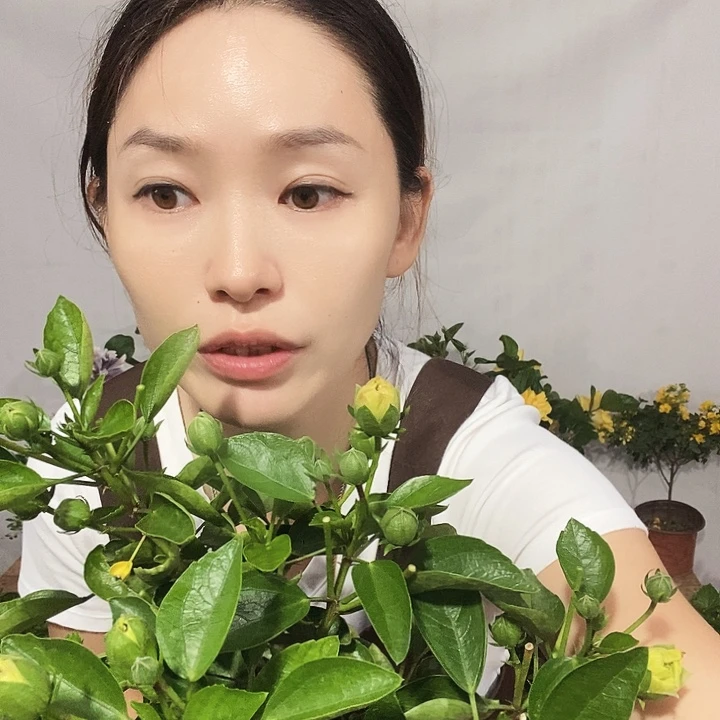 全部花苞丹麦红心黄，到家不换盆