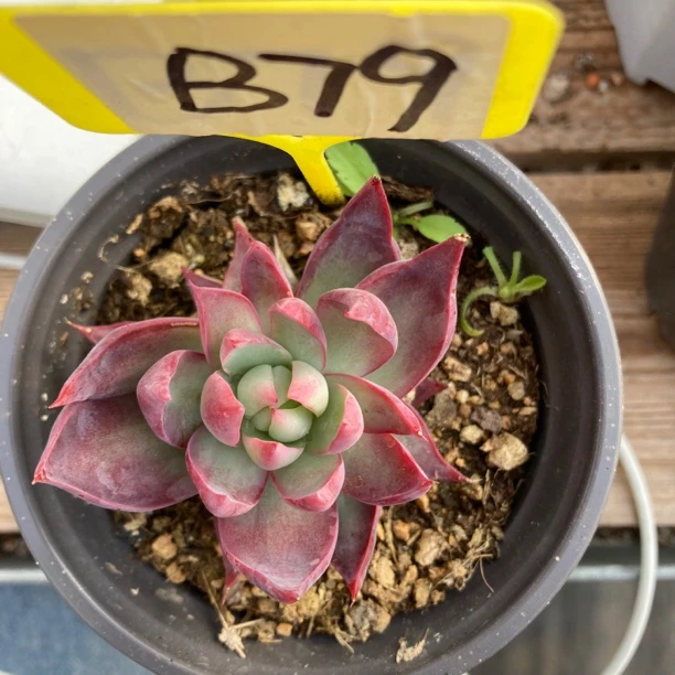 惊鸿仙子B79多肉（糖球）