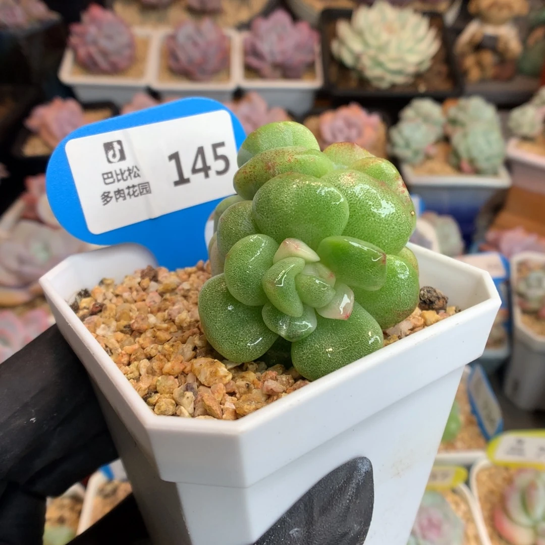 145 冰玉石化多肉