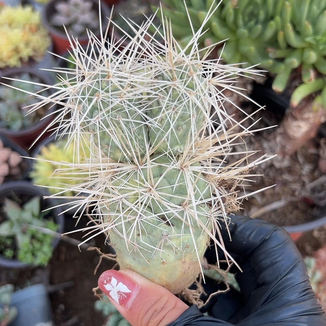 多肉植物习志野狂刺