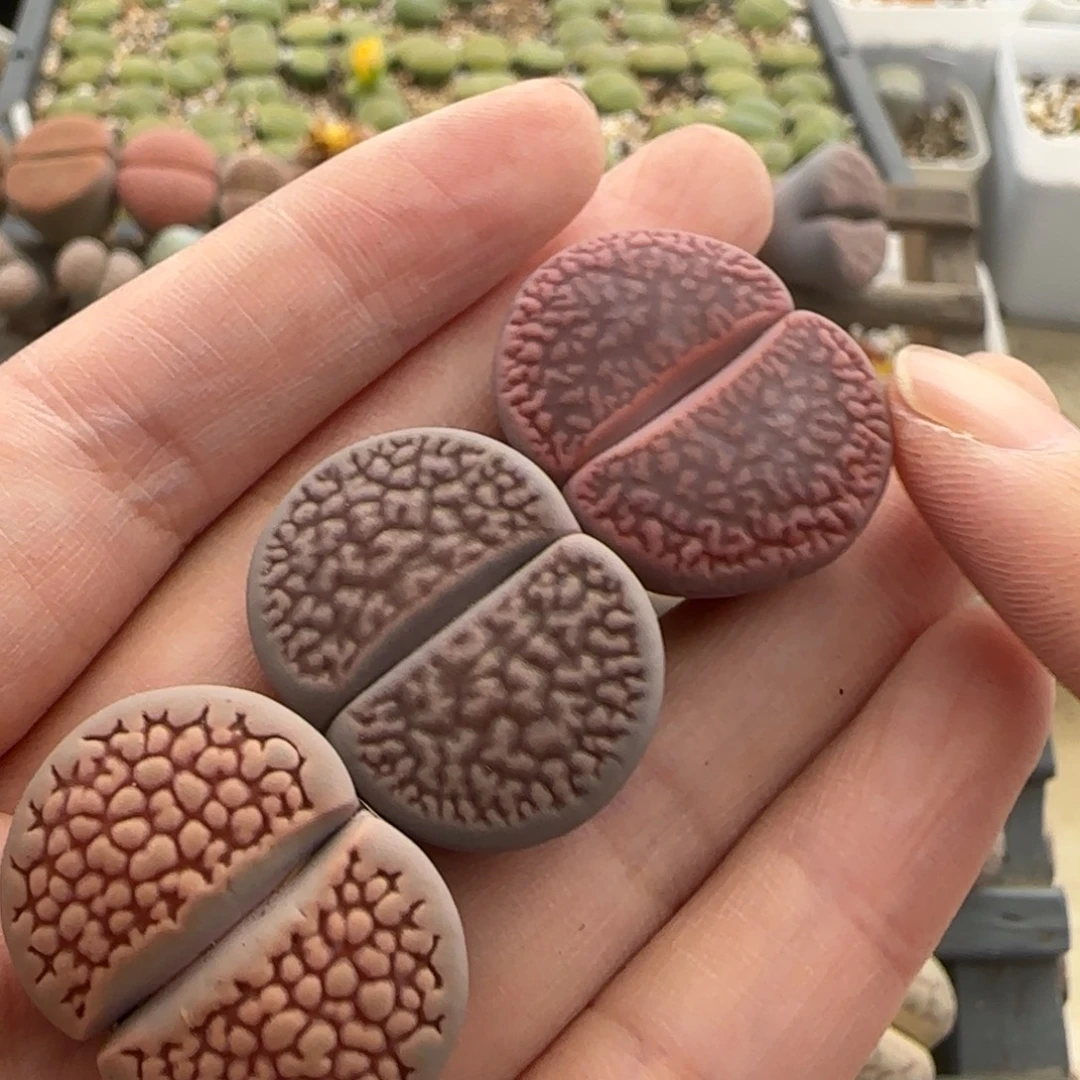 11.12号爱萌多肉清货脱土发福利8190