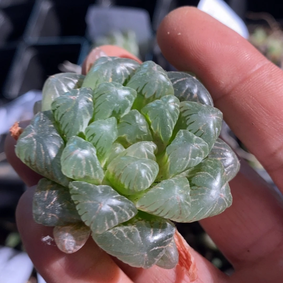 8182 一颗玉露锦 超级618福利。