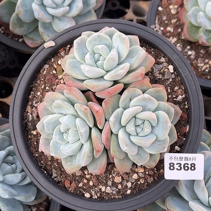 阿雅园艺。        8368冰玉