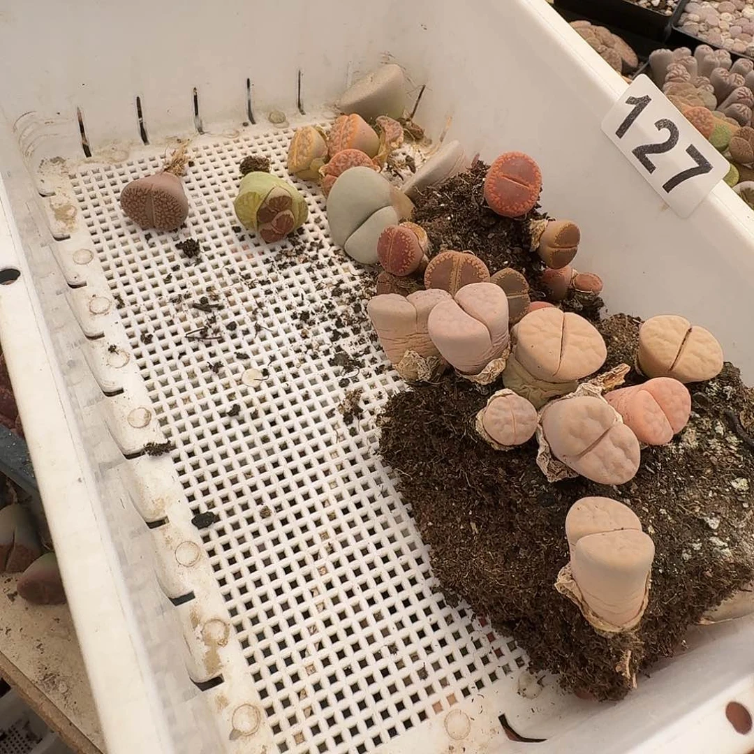 生石花一物一拍127