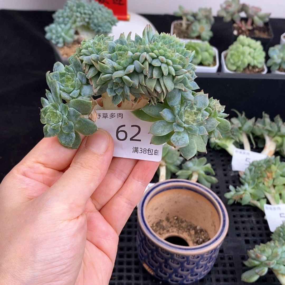 10头带缀冰魄一颗