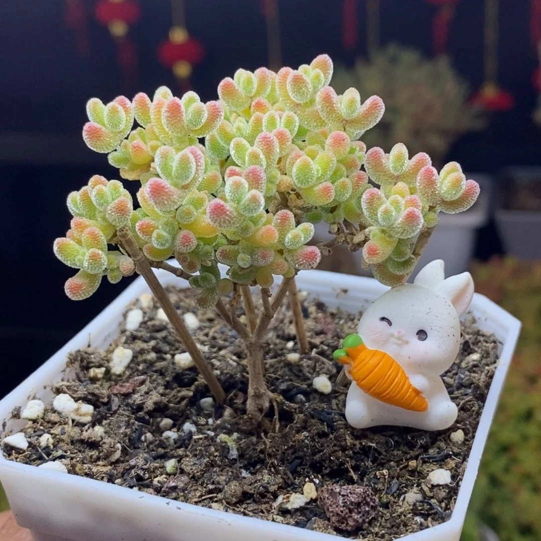 a46号优选冰晶枝干多肉