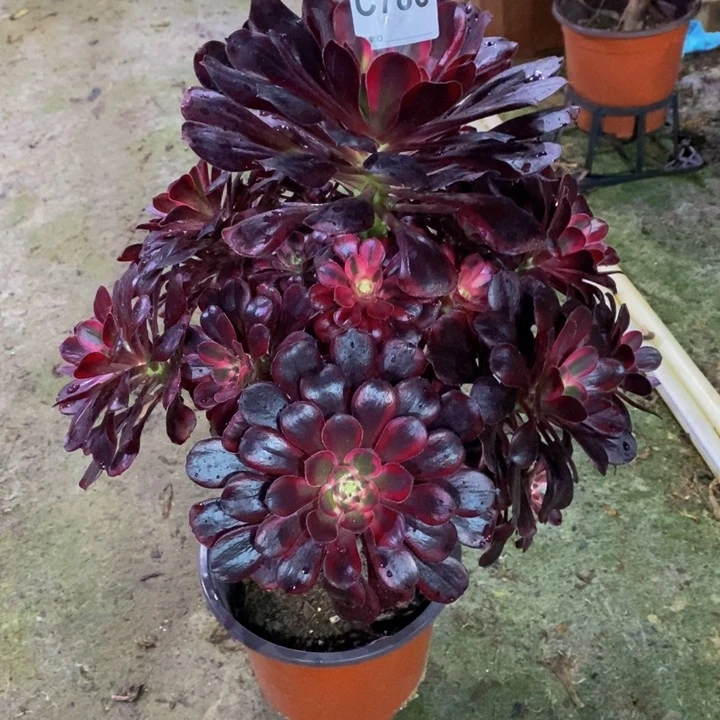 丽娜多肉植物780