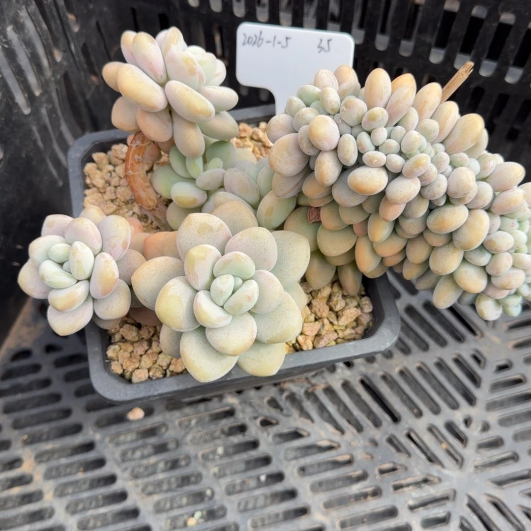 随***看一物一拍洛神缀35