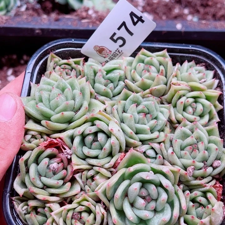 多肉植物多肉植物