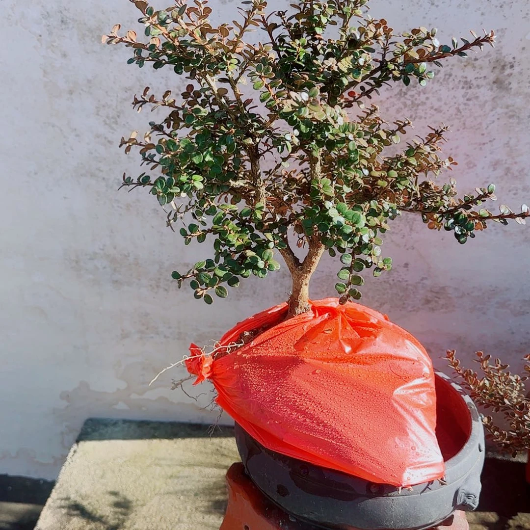 完全开放珍珠黄杨