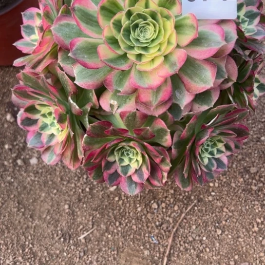 青*671玉资多肉植物花花