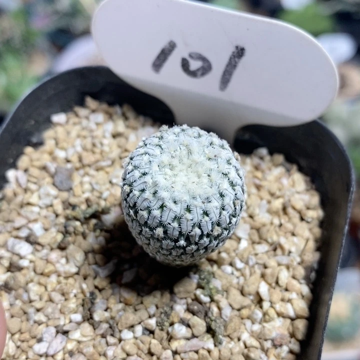 101号实生精巧殿2.2cm