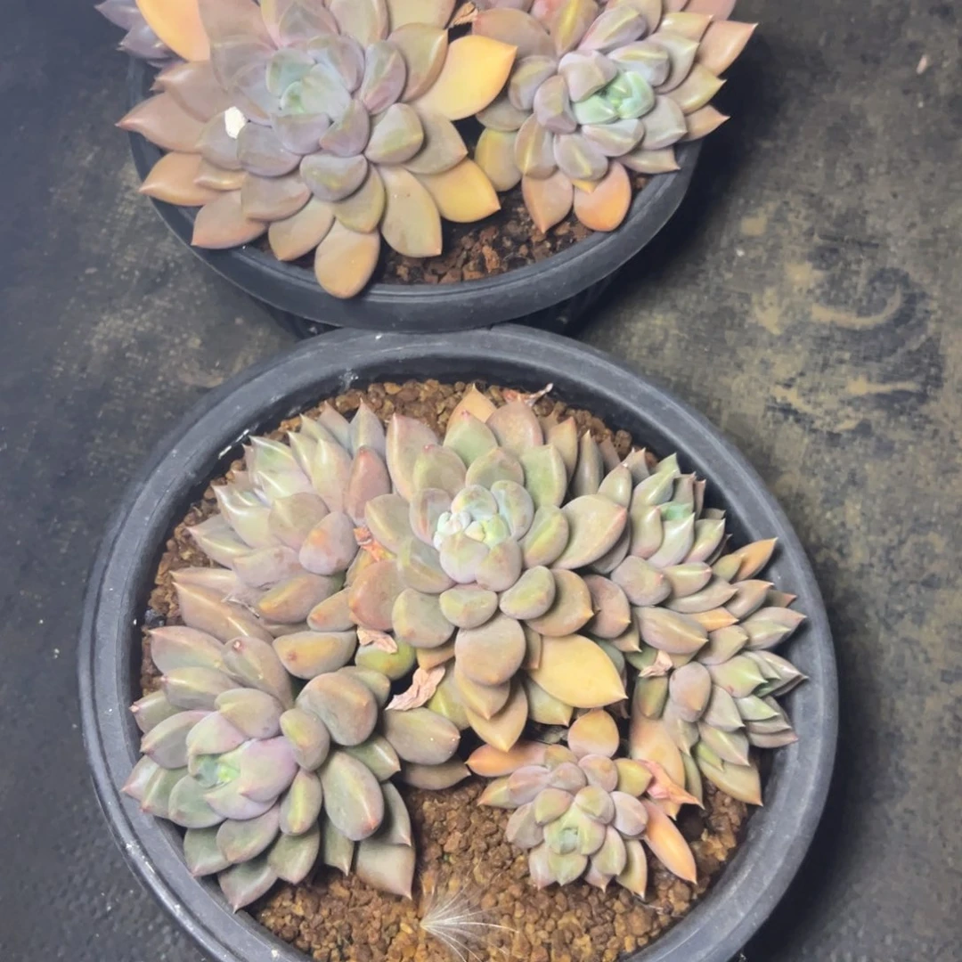 红象牙多肉，好看