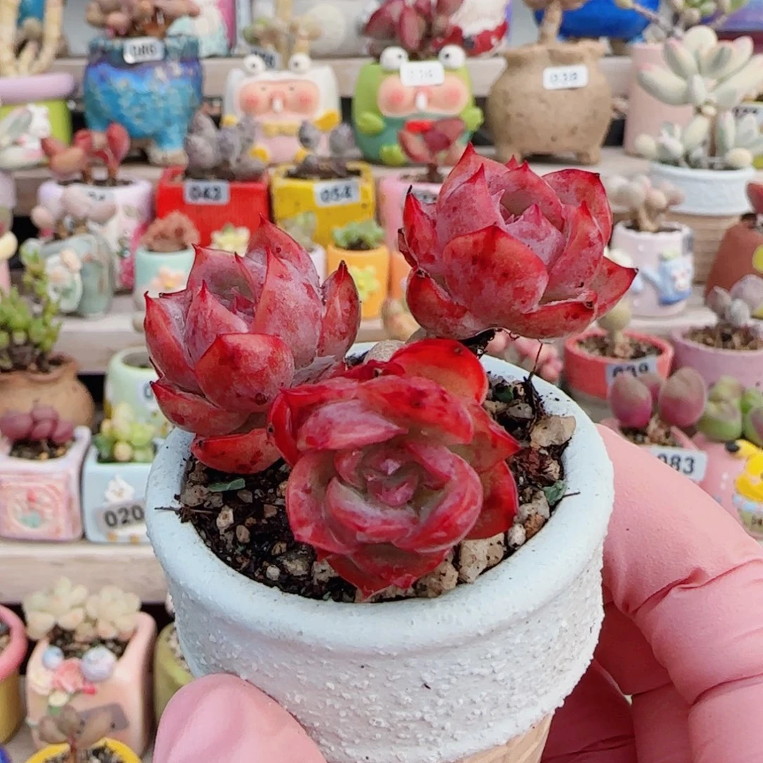 飘枝孤星 盆口4cm