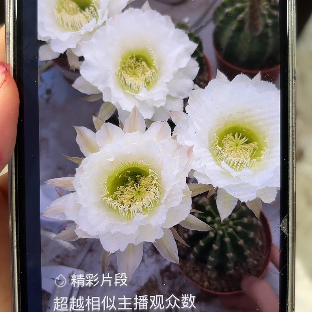 彩草209号6-6.5公分带根