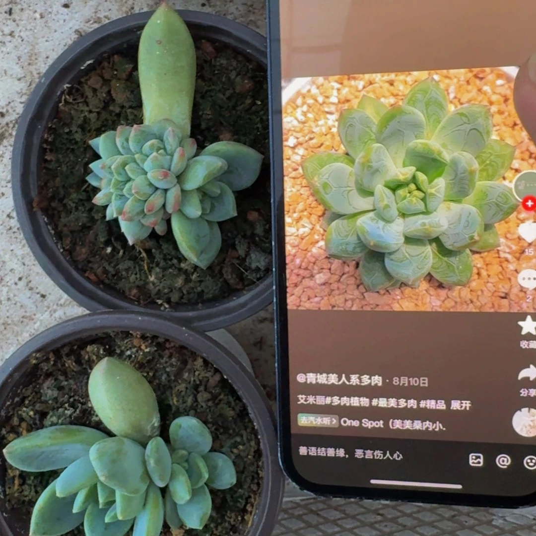 艾米丽 叶插  一物一拍