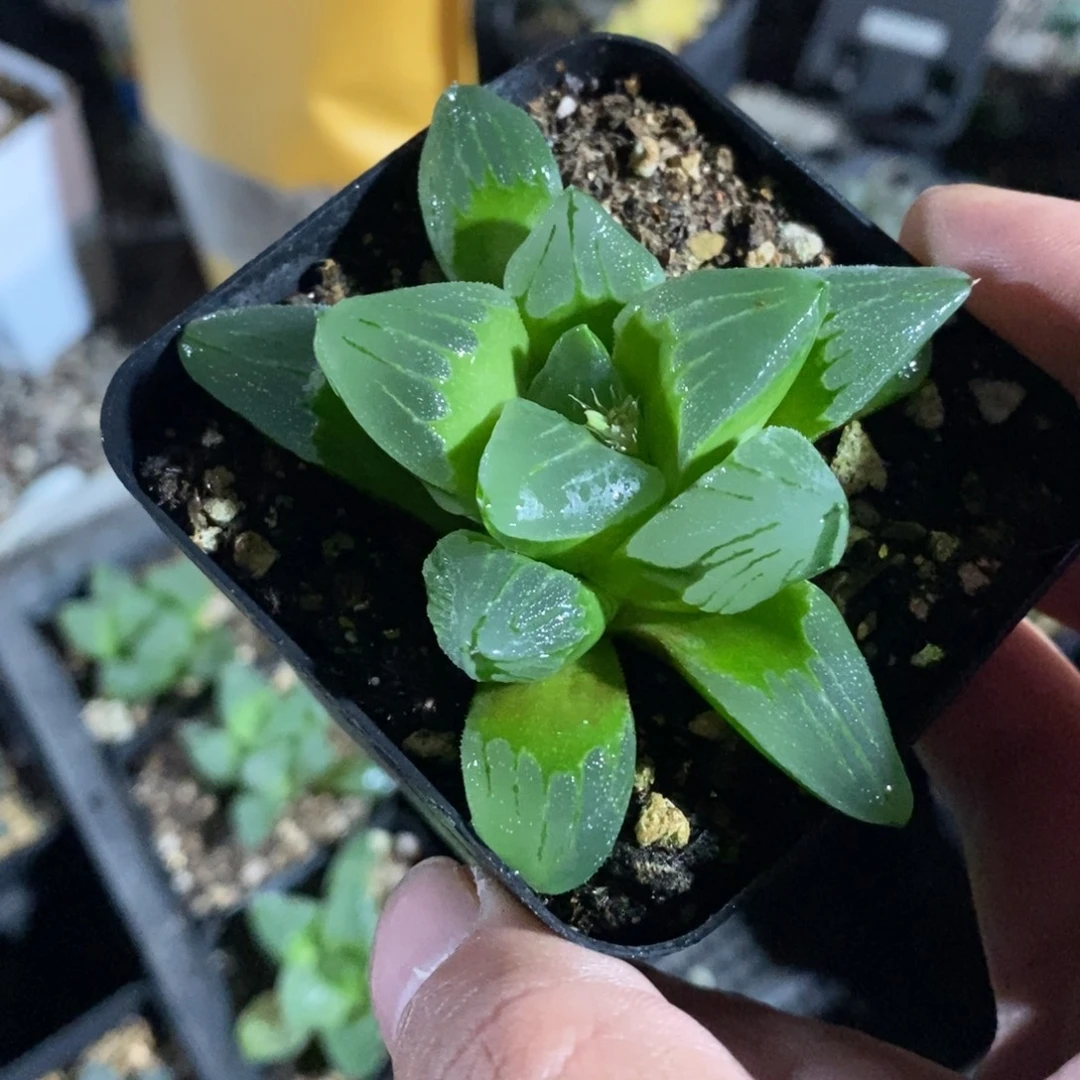 冰城一颗 周末整点福利