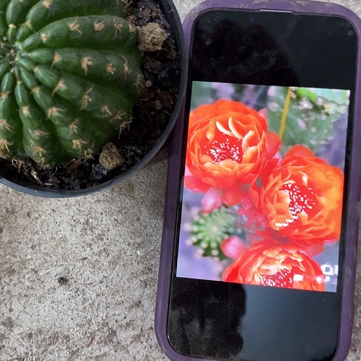 橙牡丹仙人球，268990