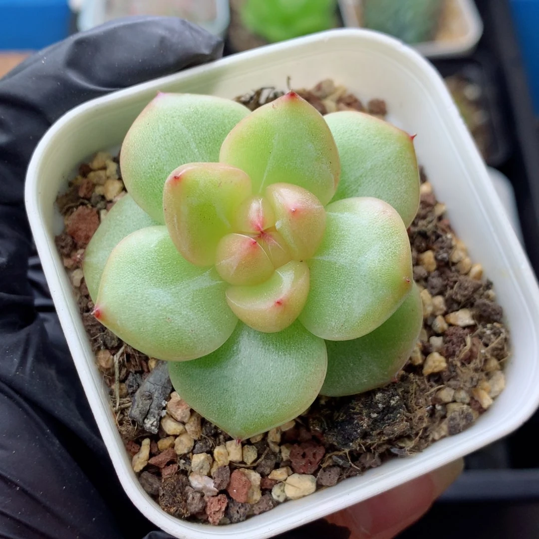 58包邮  群生不包整 164