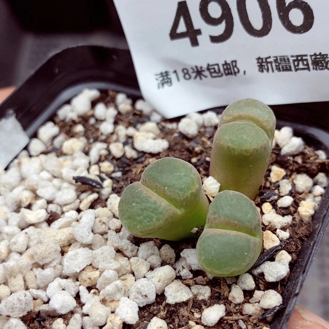 4906。