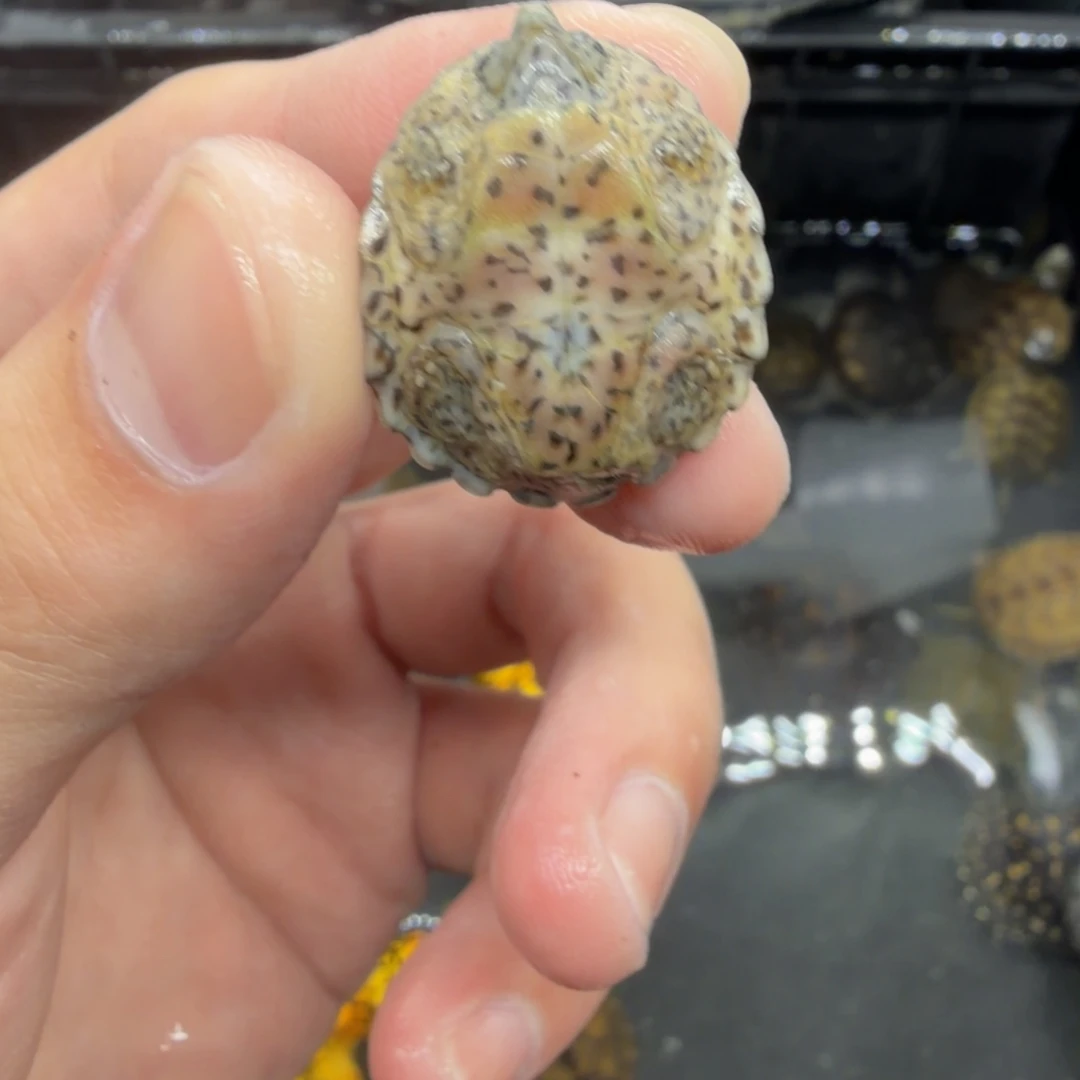 宠物龟不分公母剃刀