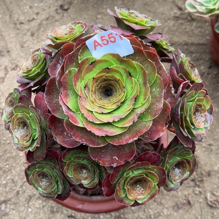 魅金玫瑰551多肉植物