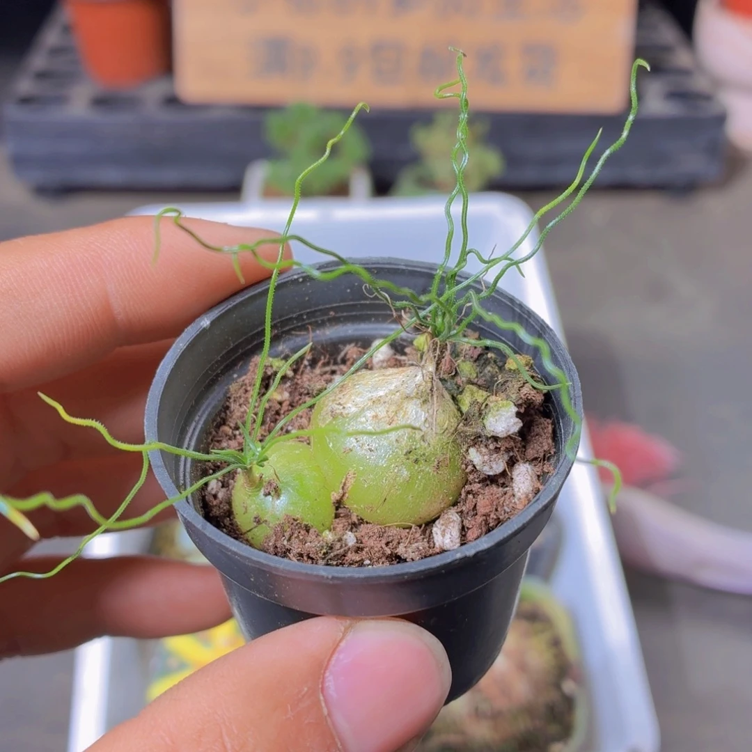 泰迪海葱多肉9.9包邮发货