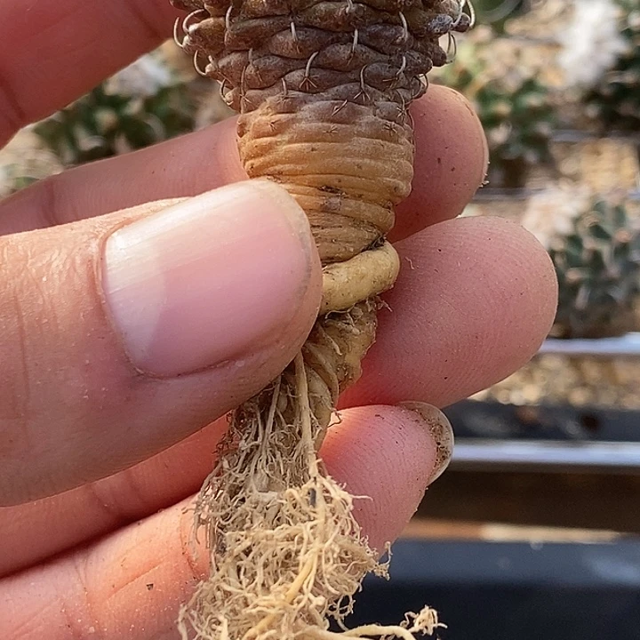 娇丽安德森一个仙人球仙人掌