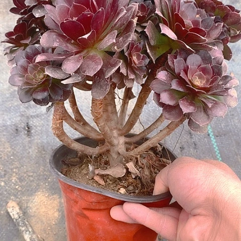 662荷兰玫瑰多肉植物