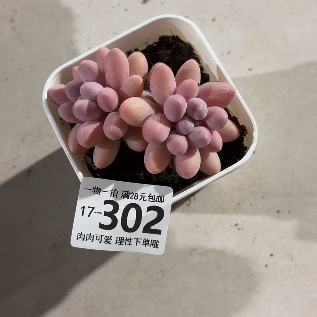 汤圆无盆土发货无盆