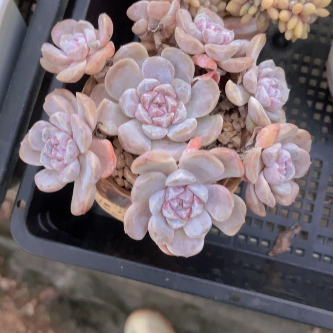 汉堡13公分99998899