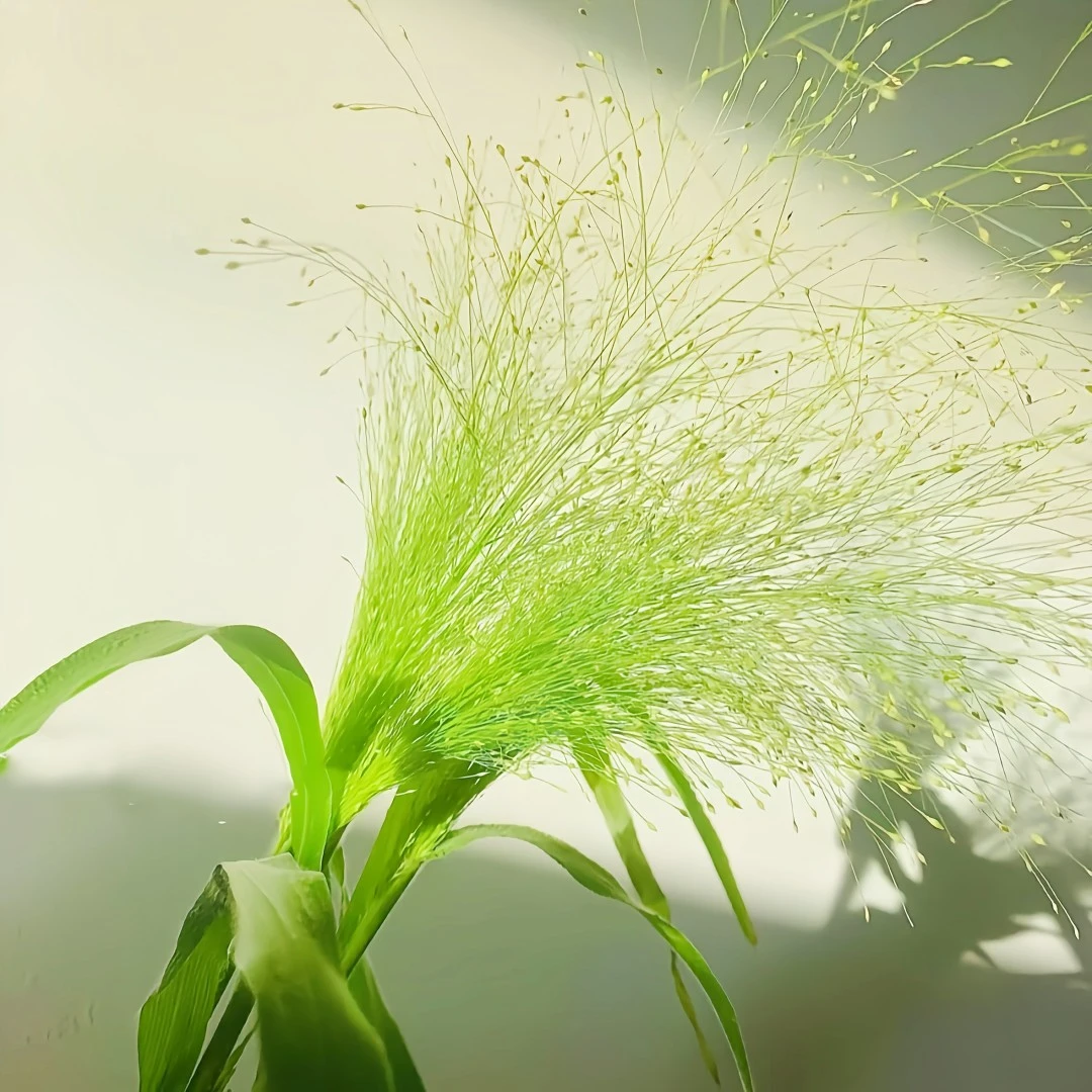 鲜花【喷泉草】配花配叶百搭草花凑单福利 花束百搭鲜花