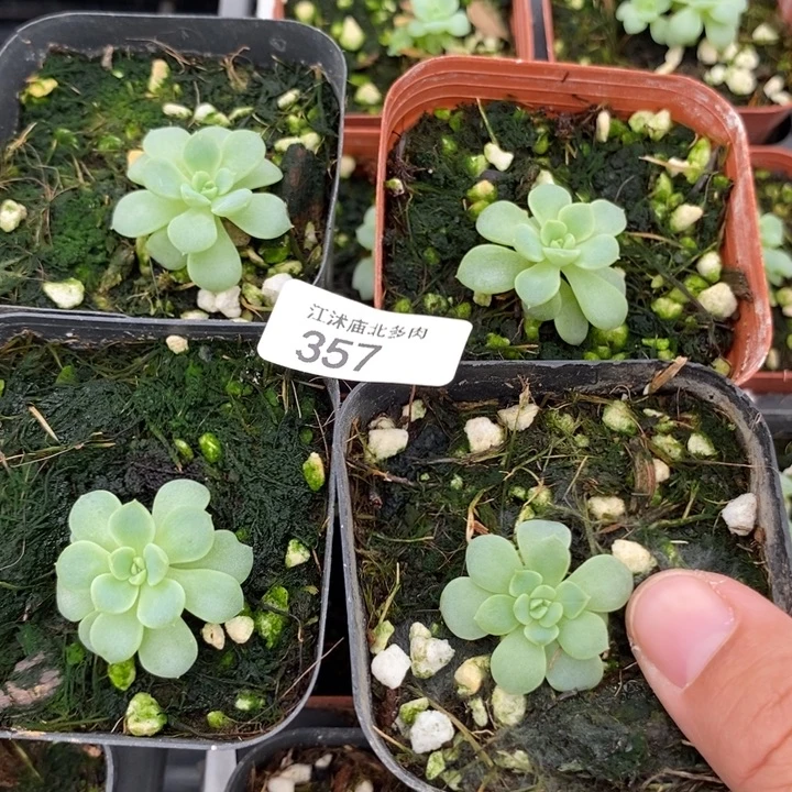 标357纸鸢一个量拍
