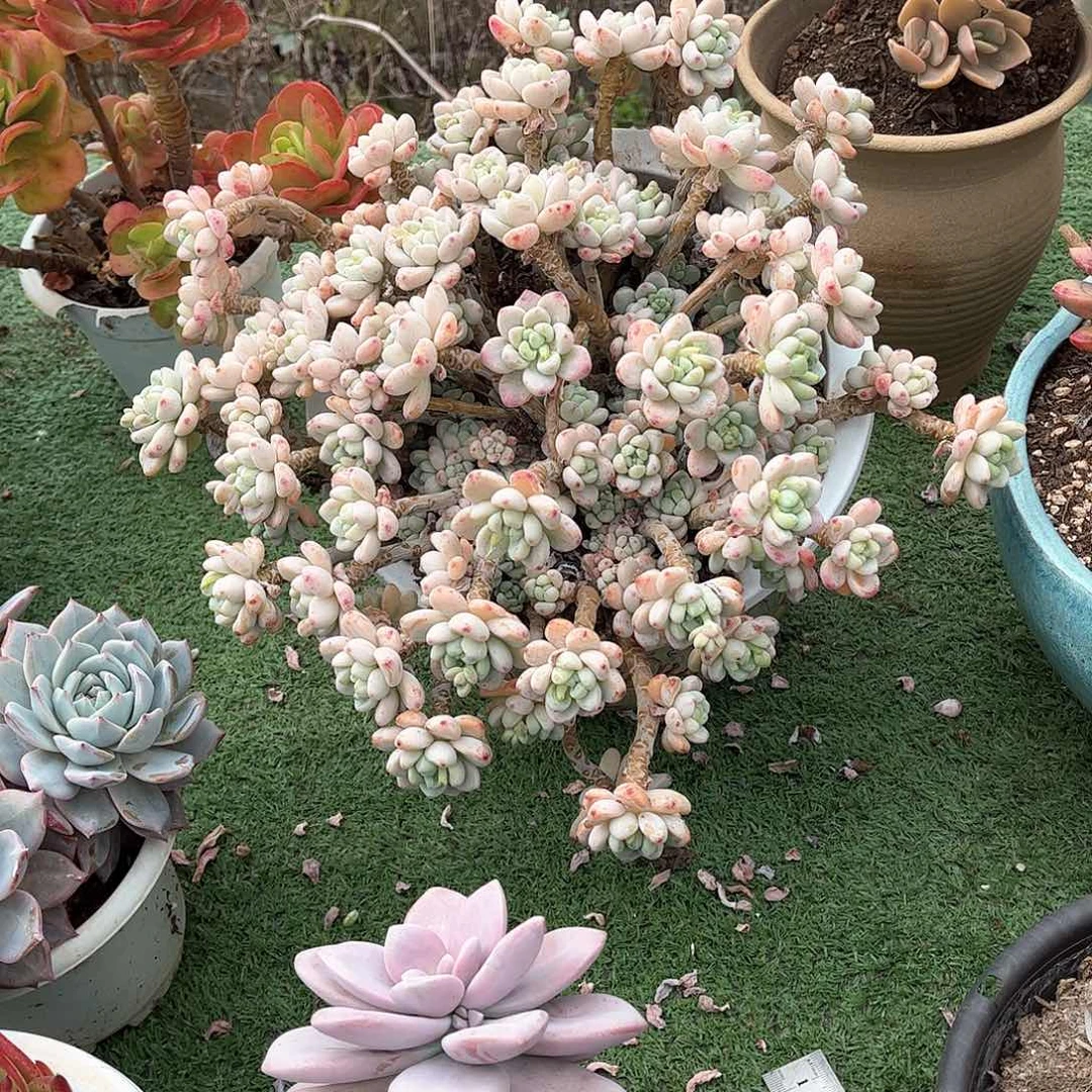 疯***?劳尔多肉植物2